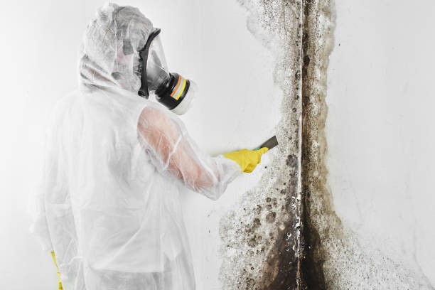 Best Health and Safety Mold Remediation in Manvel, TX