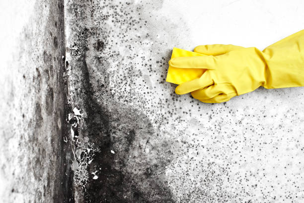 Best DIY Mold Remediation Support Services in Manvel, TX