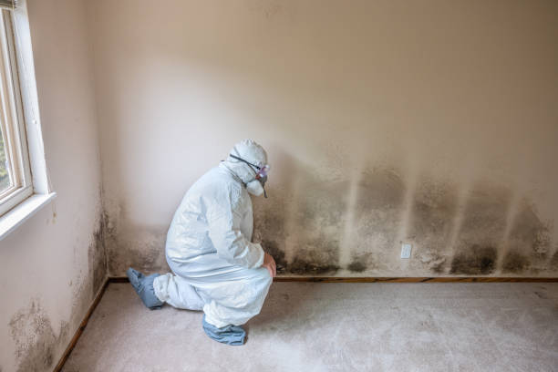 Best Health and Safety Mold Remediation in Manvel, TX