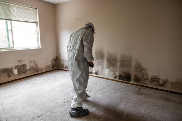 Professional Mold Remediation in Manvel, TX