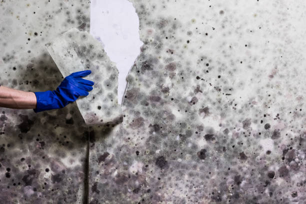 Best Black Mold Remediation in Manvel, TX