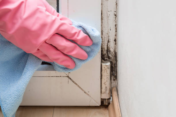 Best Insurance-Related Mold Remediation in Manvel, TX
