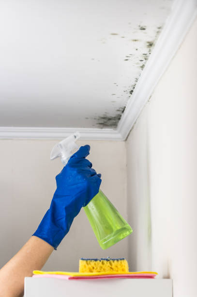 Best Localized Mold Remediation (e.g., coastal areas, humid climates) in Manvel, TX